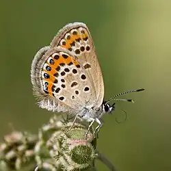 Plebejus argus