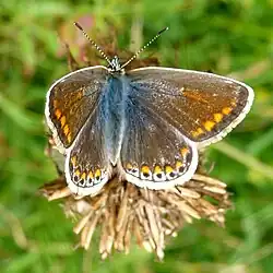 Dessus de la femelle.