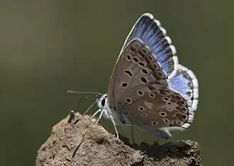 Lysandra syriaca, mâle.