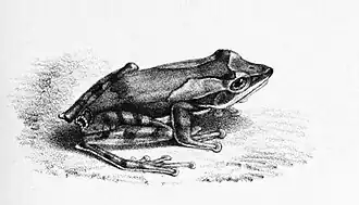 Description de l'image Polypedates eques.jpg.