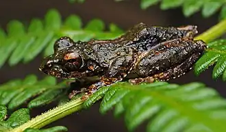 Description de l'image Polypedates naso.jpeg.