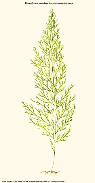 Description de l'image Polyphlebium exsectum.jpg.