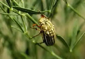 Description de l'image Polyphylla decemlineata.jpg.