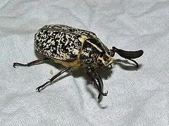 Description de cette image, également commentée ci-après