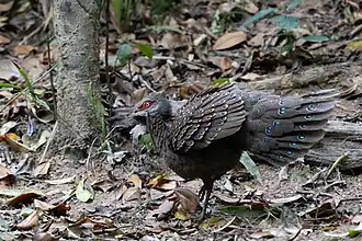 Description de l'image Polyplectron katsumatae.jpg.