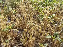 Polypogon de Montpellier.