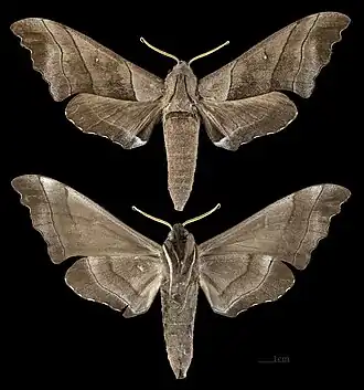 Polyptychus trilineatus  MHNT