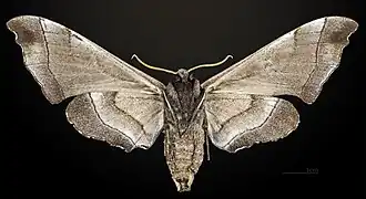 Revers de la femelle MHNT