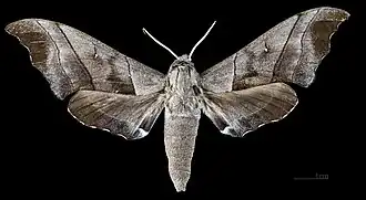 Polyptychus trilineatus javanicus face dorsale MHNT