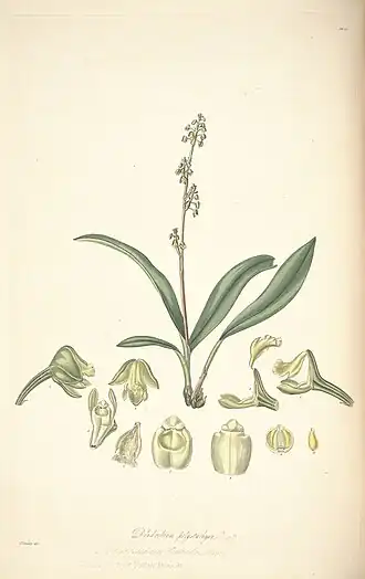 Description de l'image Polystachya concreta (as Dendrobium polystachyon)-Collectanea Botanica tab 20.jpg.