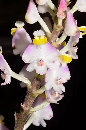 Description de l'image Polystachya victoriae (13619171823).jpg.