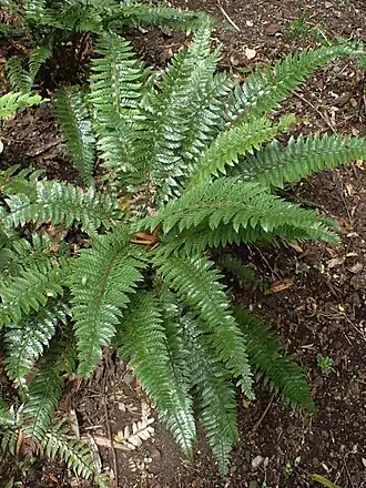 Description de l'image Polystichum rigens kz03.jpg.