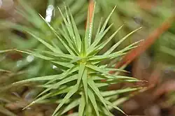 Feuilles de Polytrichum commune, rendues opaques par les lamelles.