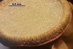 Vue au microscope des dents du péristome de Polytrichum commune.