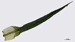 Feuille de Polytrichum formosum, laissant apparaitre la base transparente, composée d'un limbe unistratifié, puis les lamelles rendant opaque la majorité de la feuille.