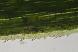 Vue de dessus d'une feuille de Polytrichum formosum. On observe les lamelles opaques disposées en rang, ainsi que le limbe transparent, très réduit et doté de dents.