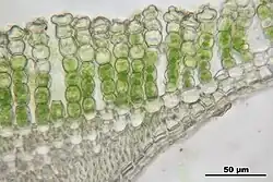 Vue rapprochée d'une coupe transversale d'une feuille de Polytrichum.On observe les rangées de lamelles, et les chloroplastes à l'intérieur des cellules.