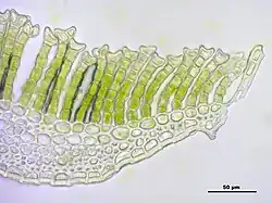 Vue au microscope d'une coupe transversale d'une feuille de Polytrichum commune. On remarque que la dernière cellule de chaque lamelle est tronquée, rétuse.