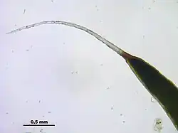 Extrémité d'une feuille de Polytrichum piliferum. On remarque la nervure opaque qui occupe tout la largeur de la feuille, et le limbe transparent sous forme d'une fine bordure de chaque côté. Le poil est denté.