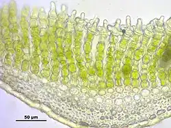 Vue au microscope d'une coupe transversale de feuille de Polytrichum piliferum. On remarque les rangées de lamelles chlorophylliennes, avec la dernière cellule de chaque lamelle piriforme.