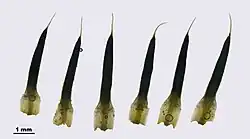 Feuilles de Polytrichum piliferum, avec la base hyaline, la nervure opaque qui occupe presque toute la feuille, et le poil blanc qui dépasse.