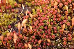Colonie de Polytrichum piliferum, avec des sporophytes et les corbeilles rouges qui portent les anthéridies.