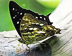 Description de l'image Polyura gamma (4).jpg.