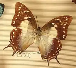 Polyura pyrrhus.