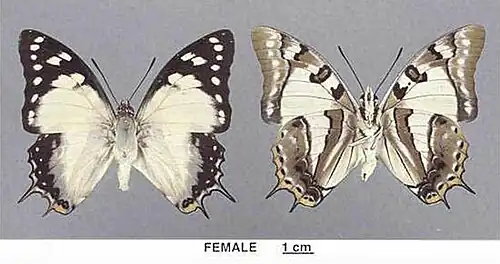 P. pyrrhus sempronius femelle