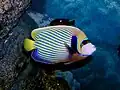 Pomacanthus imperator