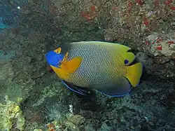 Un poisson-ange à front jaune (Pomacanthus xanthometopon)