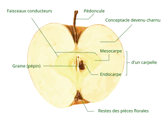 Coupe longitudinale dans une pomme arrivée à maturité.