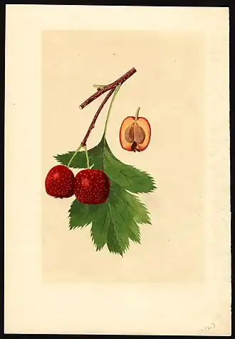 Description de cette image, également commentée ci-après