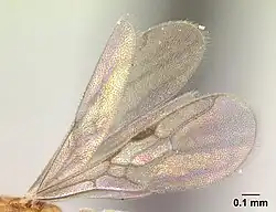 Vue de profil de l'aile d'une fourmi Ponera exotica.