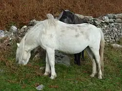 Deux poneys dont un blanc et un gris foncé vus de profils broutant de l'herbe près d'un muret.
