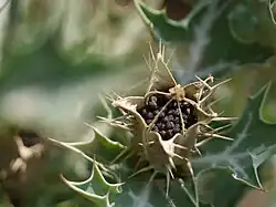 Capsule ouverte, graines noires.