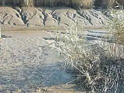L'estuaire de la Douffine : slikke et roselière.