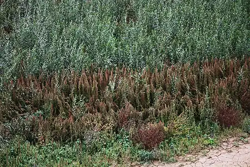 La végétation après un an sans eau.