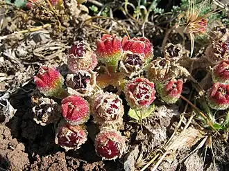 Groupe de fruits en formation.