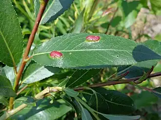 Description de cette image, également commentée ci-après