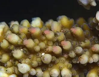 Ponte d'un Acropora sp. à La Réunion (les œufs sont des boules roses).