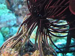 Gros-plan sur les cirrhes.