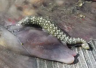 Pontobdella muricata