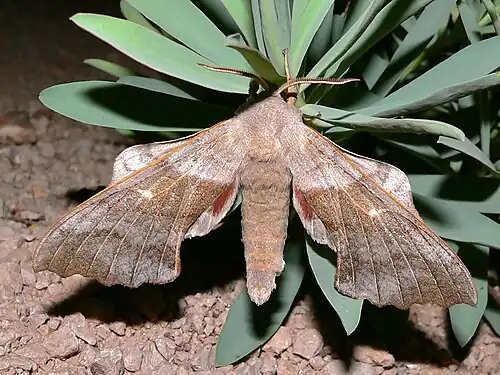 Mâle (antennes dentées)