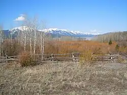 Coexistence avec différentes espèces de saules et peupliers.