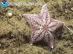 Porania pulvillus (Poraniidae)