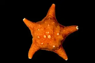 Poraniomorpha tumida.