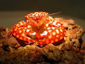 Description de cette image, également commentée ci-après