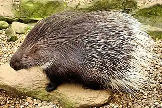Porc-épic à crête  (Hystrix cristata)