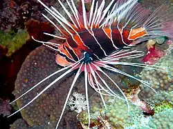 Rascasse à nageoires blanches à Port Ghalib (mer Rouge).